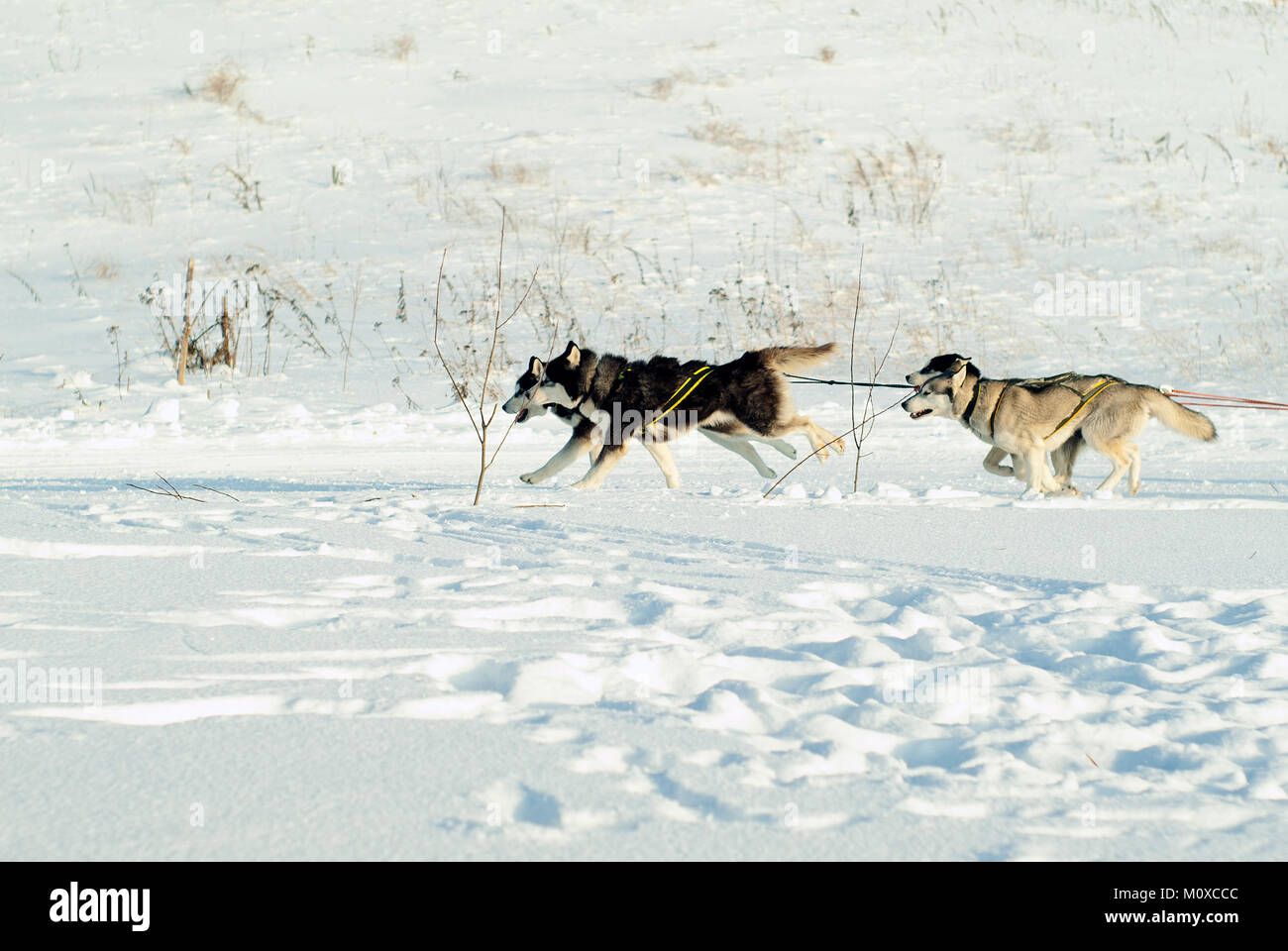 Vier Schlittenhunde rush entlang der Schneefeld ziehen Schlitten (Schlitten hinter dem Rahmen) Stockfoto