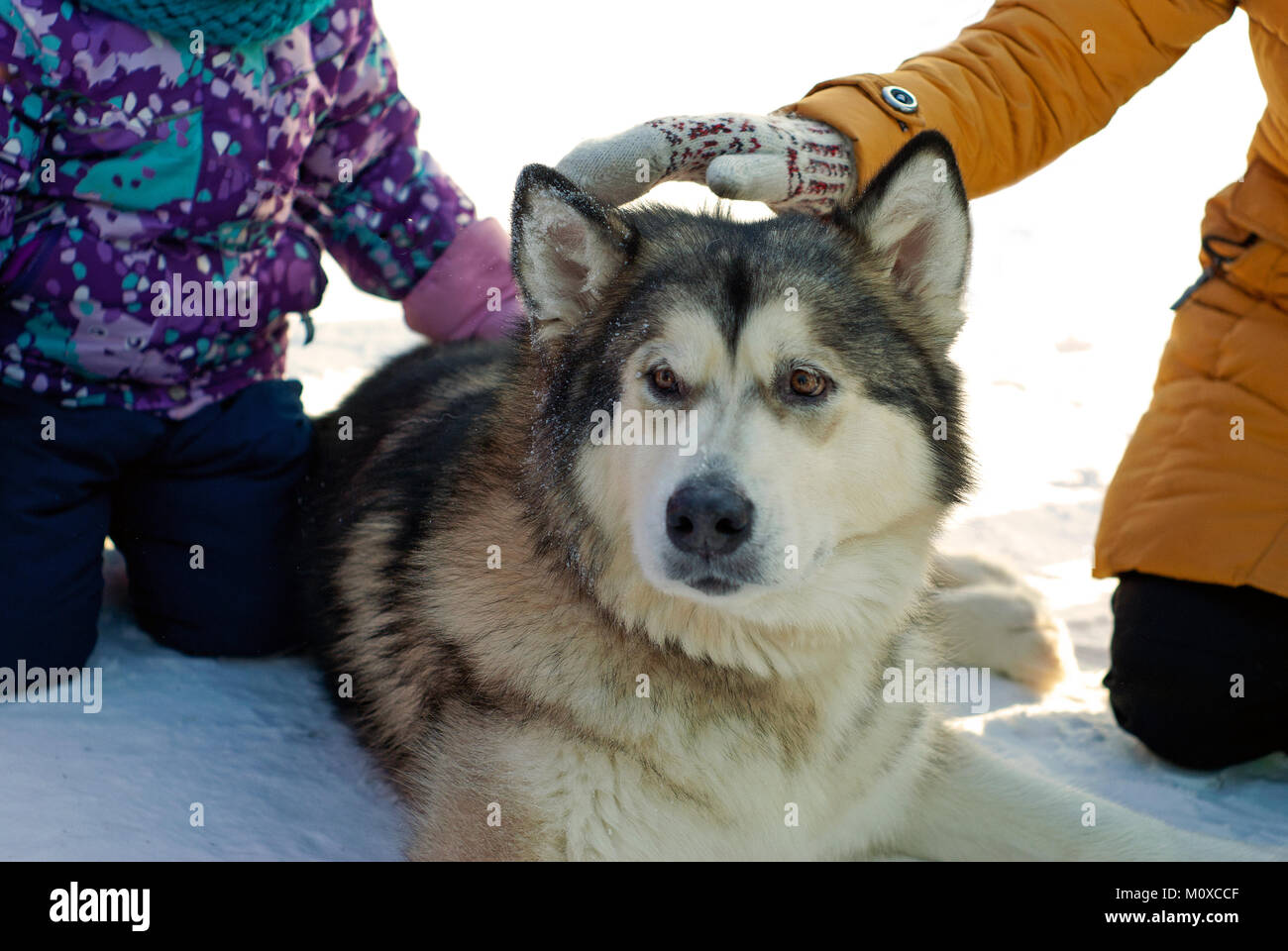 Eine riesige Alaskan Malamute Rasse Hund liegt auf dem Schnee, während die Kinder ihn streicheln; Nahaufnahme. Stockfoto