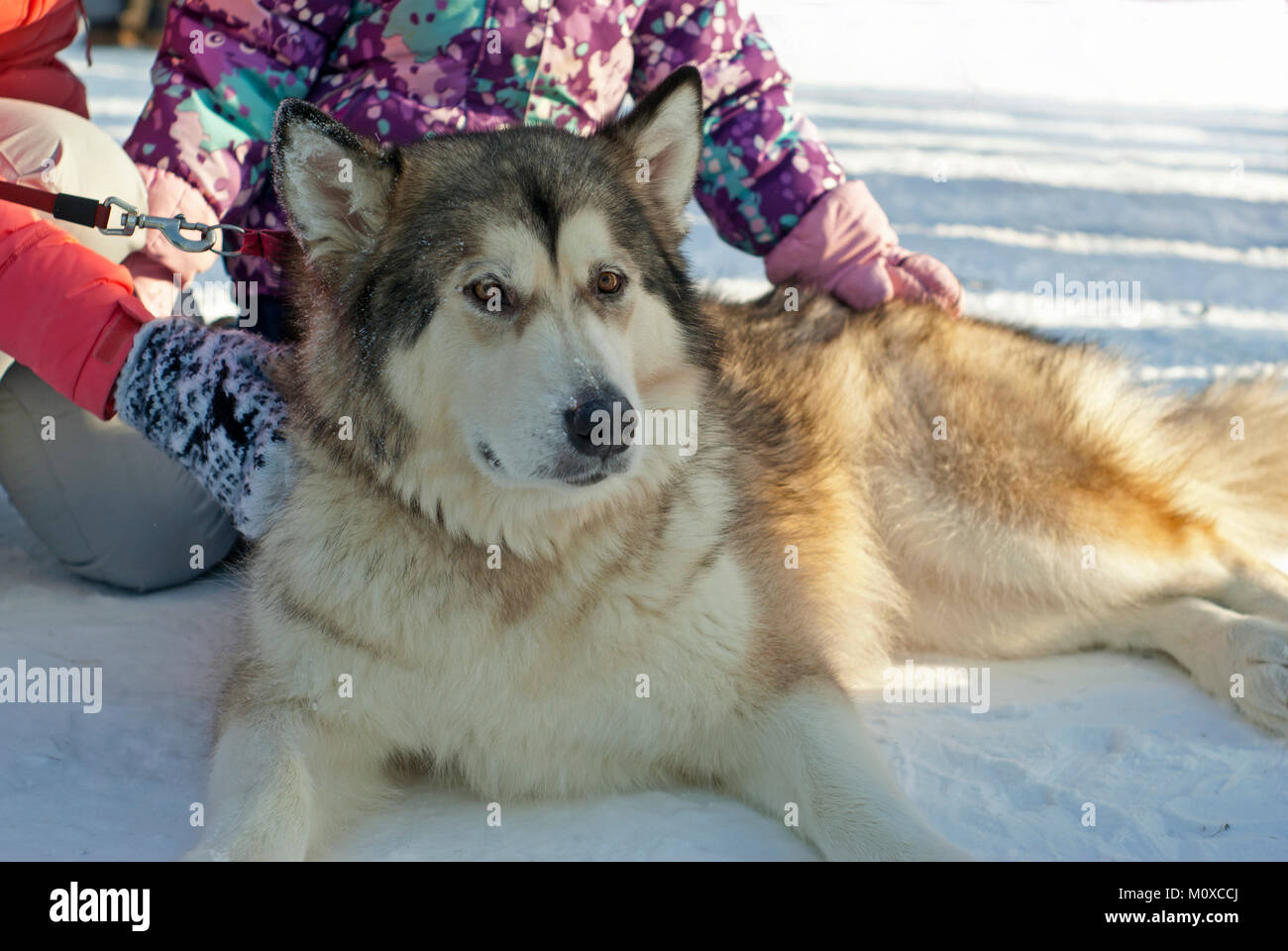 Eine riesige Alaskan Malamute Rasse Hund liegt auf dem Schnee, während die Kinder ihn streicheln; Nahaufnahme. Stockfoto