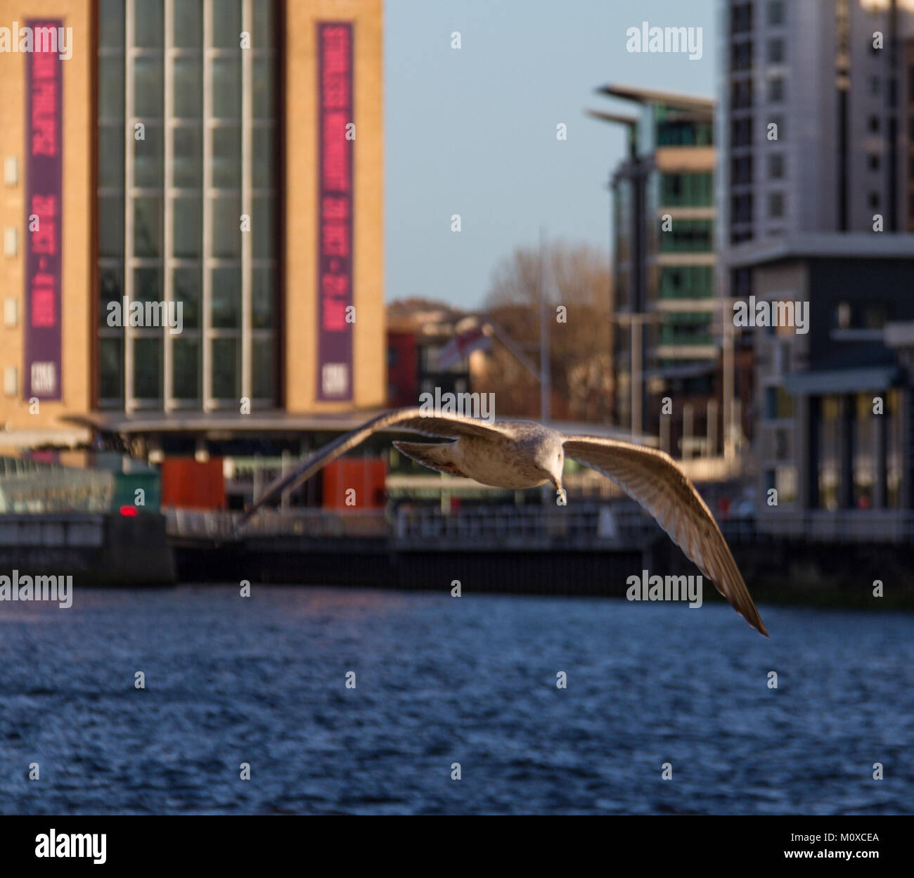 Möwe das Fliegen über den Fluss Tyne in Newcastle mit den Baltischen Zentrum für Zeitgenössische Kunst im Hintergrund Stockfoto