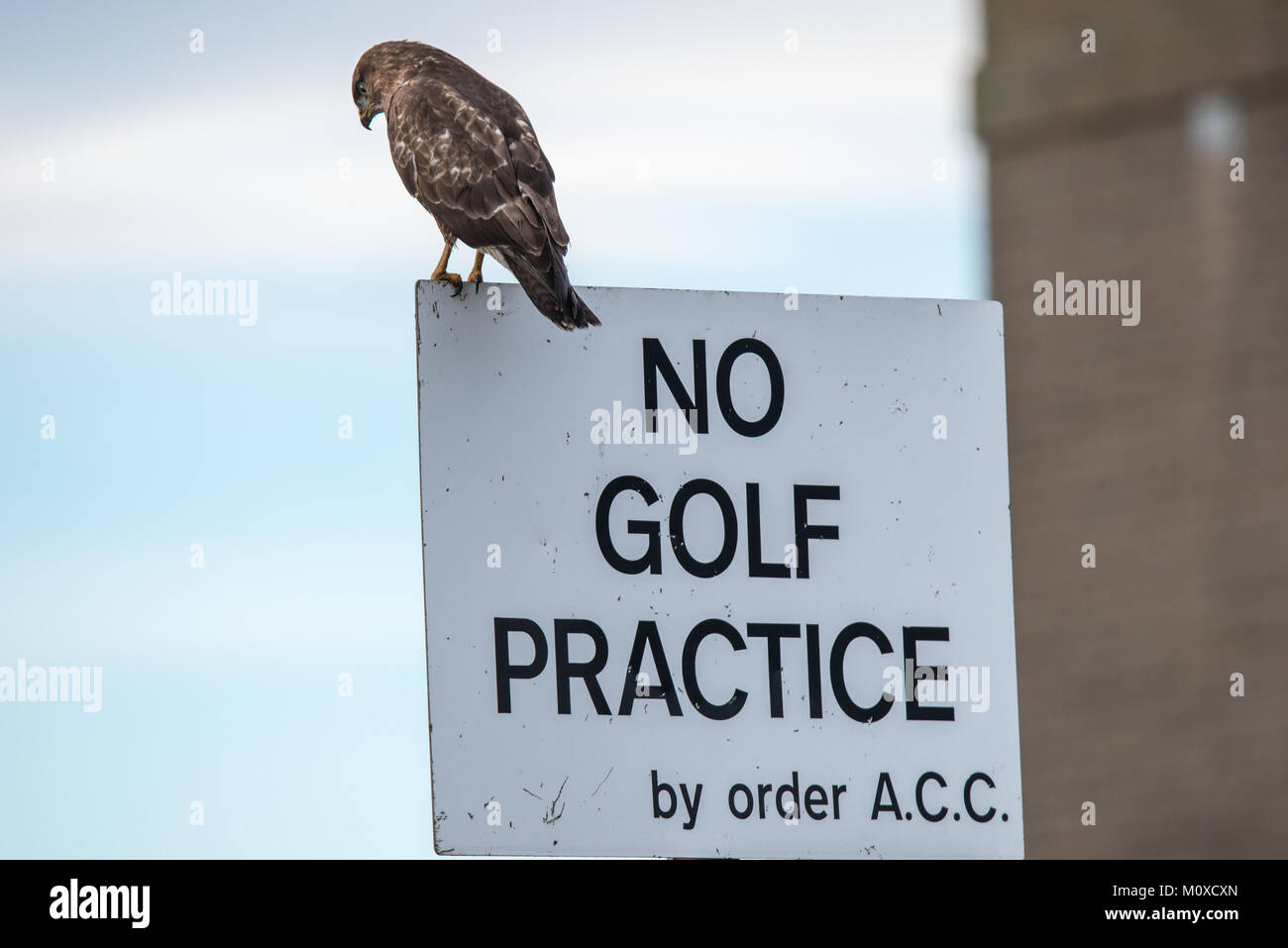 Mäusebussard wache Golf Praxis zu stoppen! Stockfoto