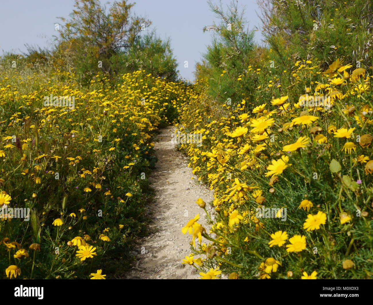 Stein weg mit gelben Blumen auf der Seite Stockfoto