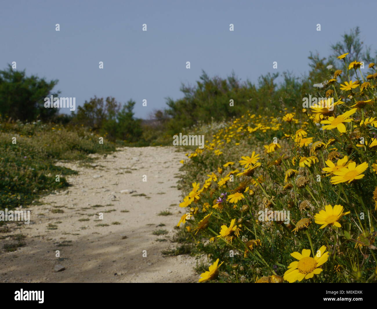 Stein weg mit gelben Blumen auf der Seite Stockfoto