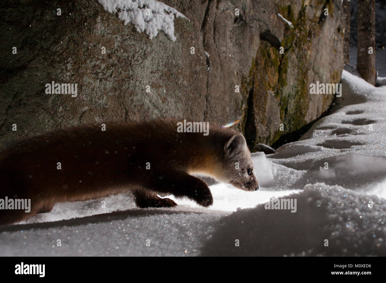 Mustelidae Fotos und Bildmaterial in hoher Auflösung Alamy