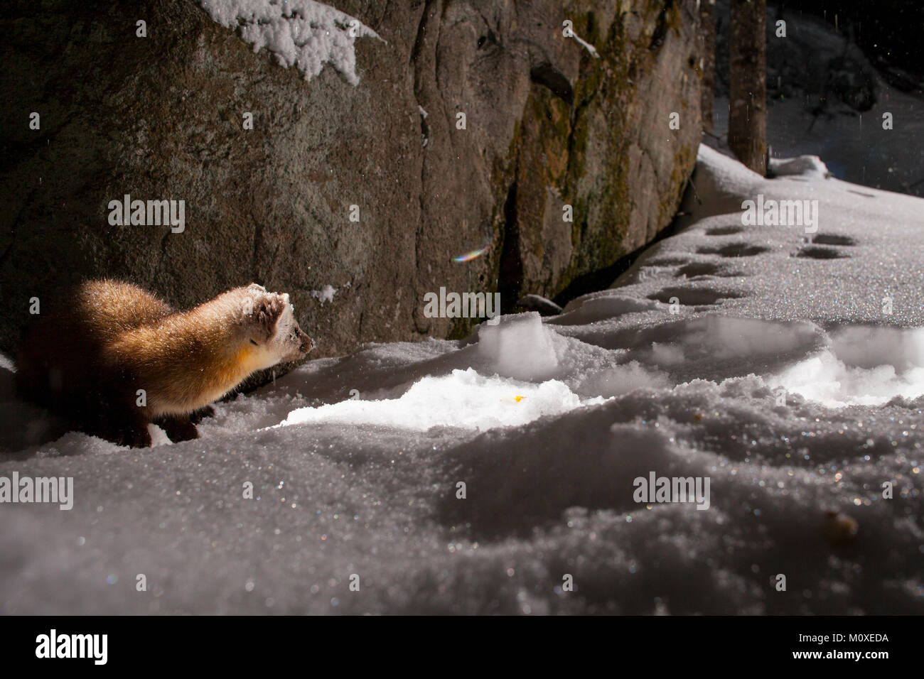 Mustelidae Fotos und Bildmaterial in hoher Auflösung Alamy