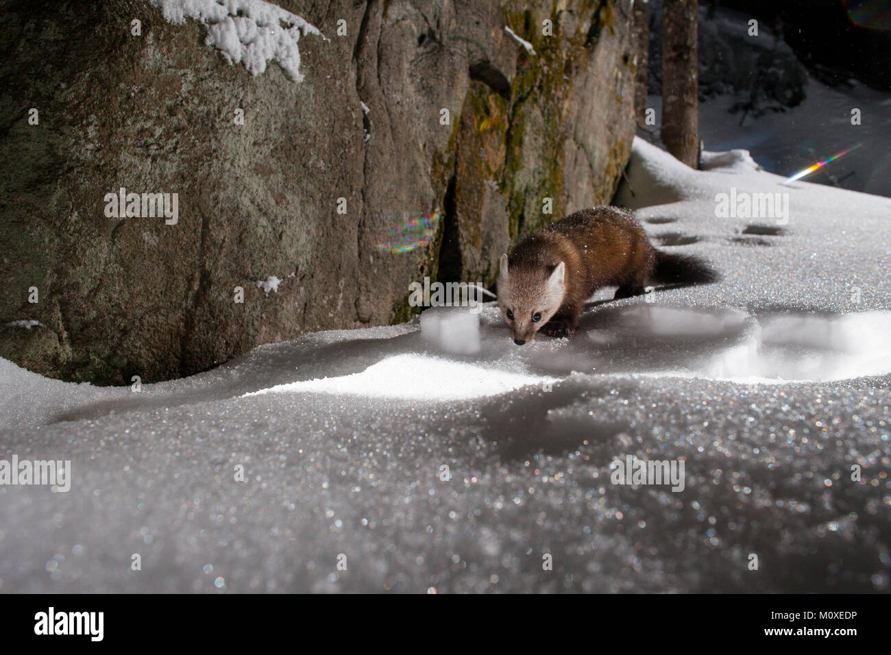 Mustelidae Stockfotos und bilder Kaufen Alamy
