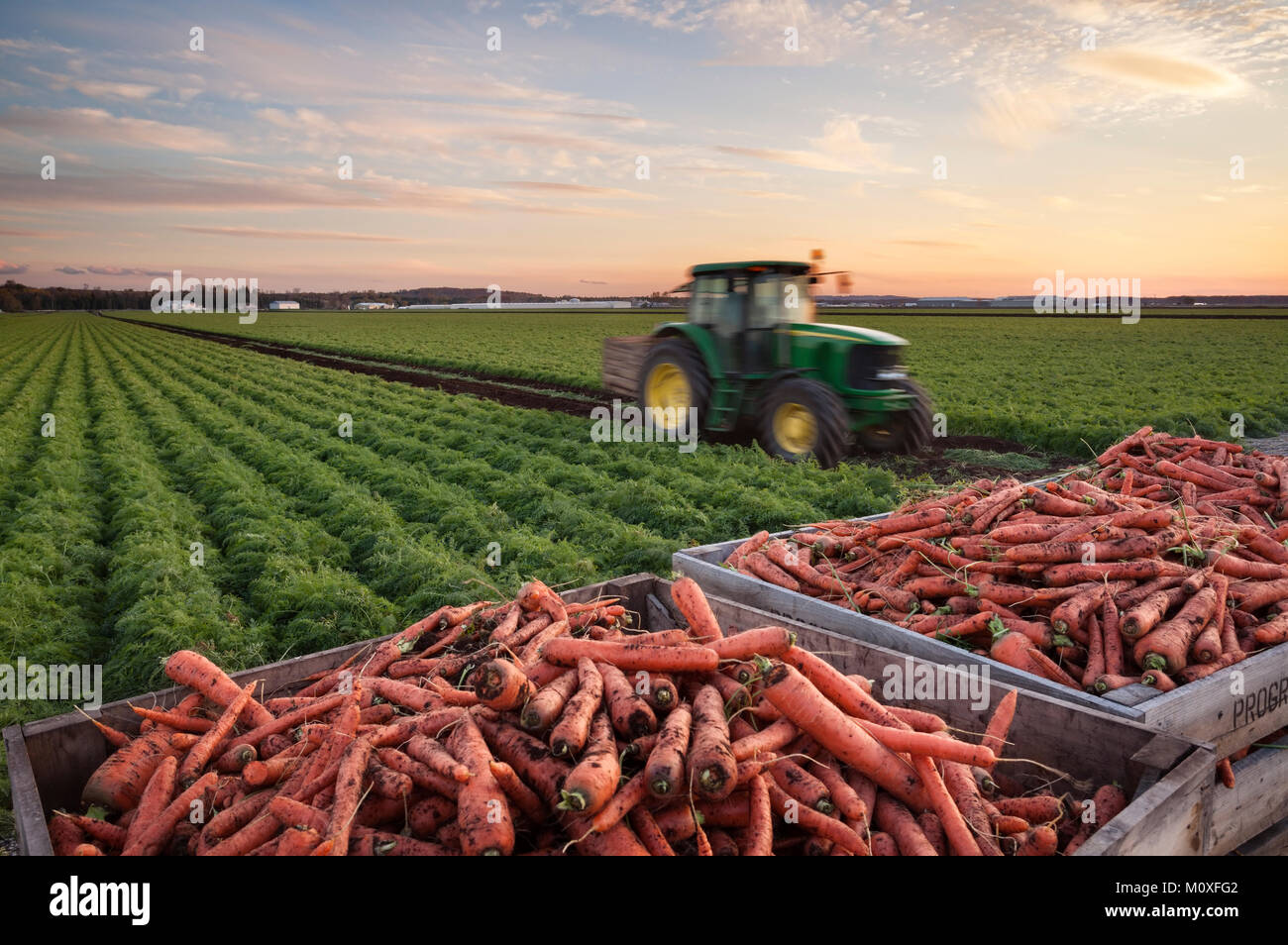 Ein Traktor Karotten sammeln mit Kisten mit Karotten und ein reifes Feld der Karotten im Hintergrund. Holland Marsh in Bradford West Gwillimbury. Stockfoto