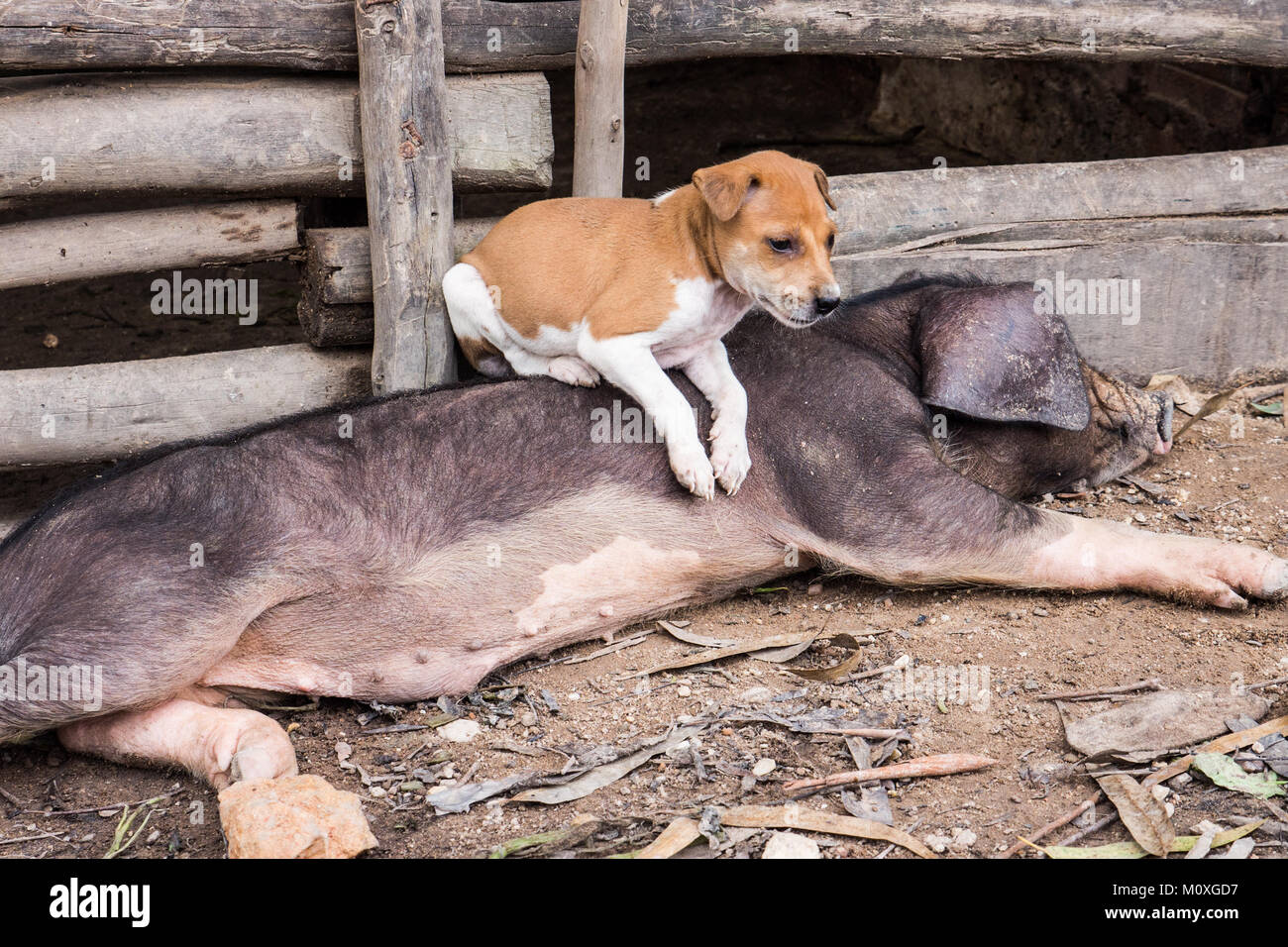 Ein fauler schwarz und rosa Schwein mit einem Welpen auf es, Kampot, Kambodscha Stockfoto