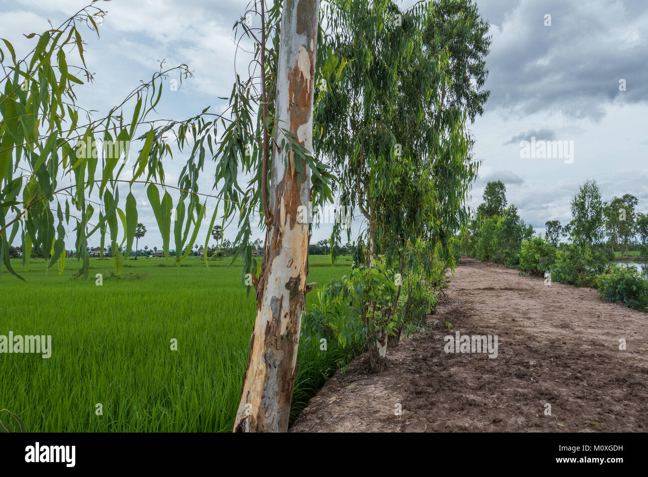 Reis Reisfelder und australischen Gum Trees, Kampot, Kambodscha Stockfoto