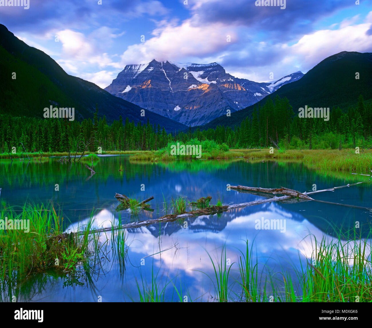 Beaver Pond und Mt. Robson, Jasper National Park, Alberta, Kanada Stockfoto