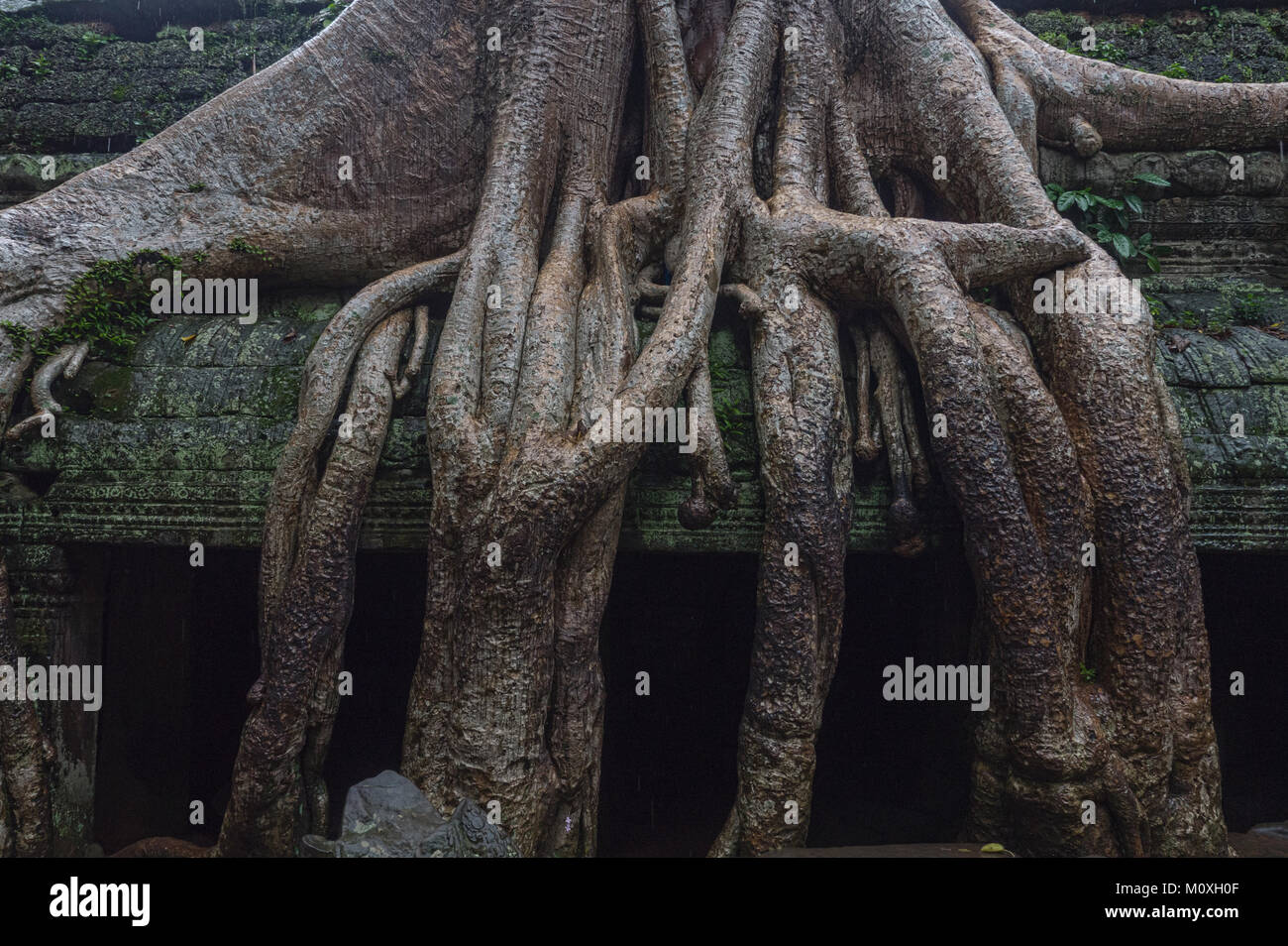 Ta Prohm (Tomb Raider) Baum wächst durch die Tempel in Angkor Wat, Siem Reap, Kambodscha Stockfoto