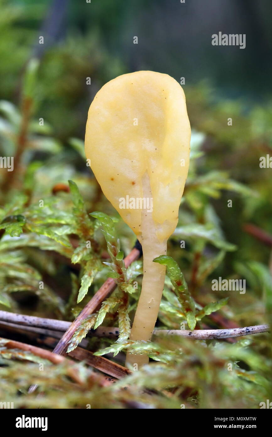 Gelbe Erde Zunge, auch als Fee Ventilator, Spathularia flavida Stockfoto