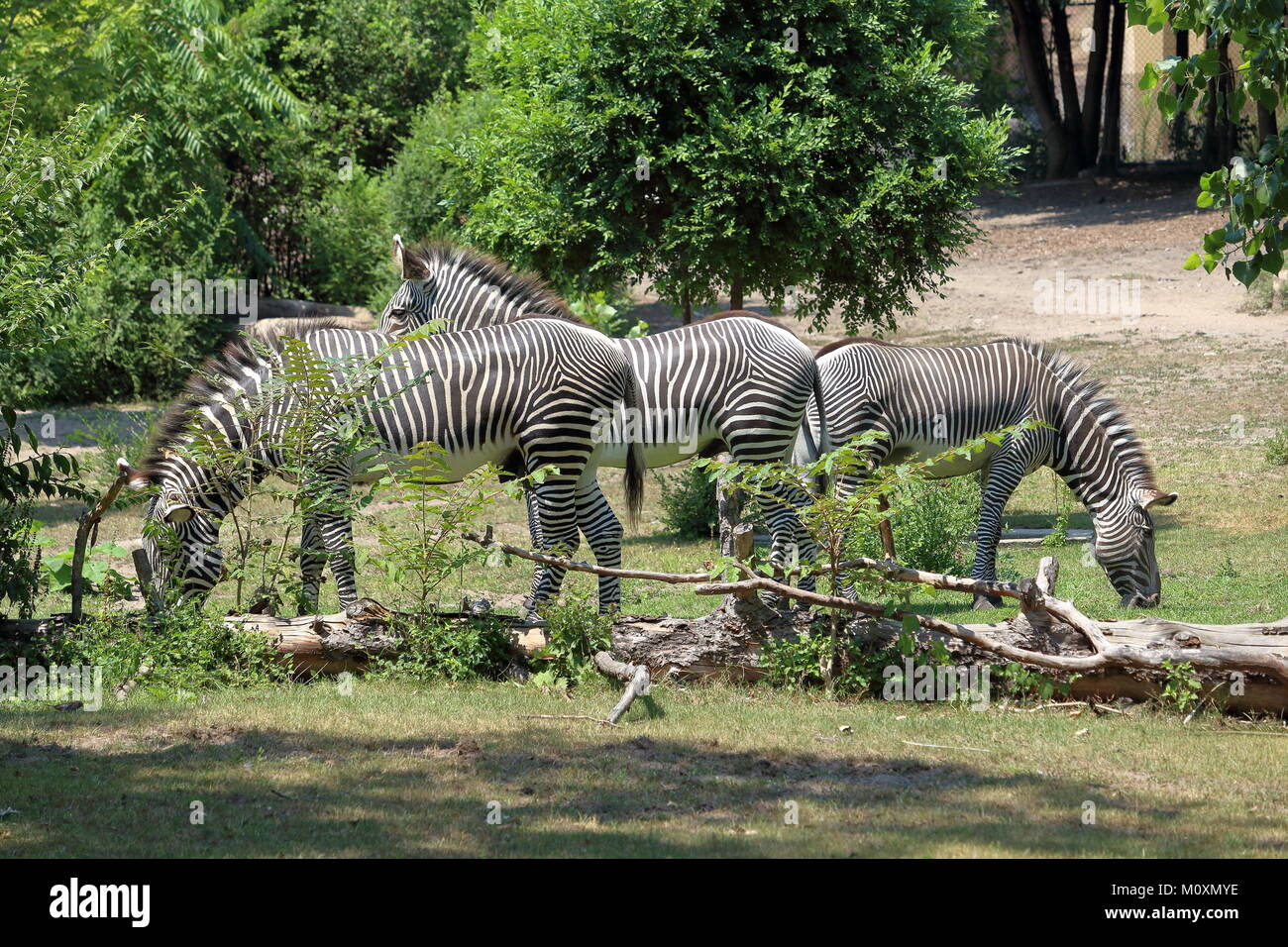 Zebras im Zoo von Detroit. Stockfoto