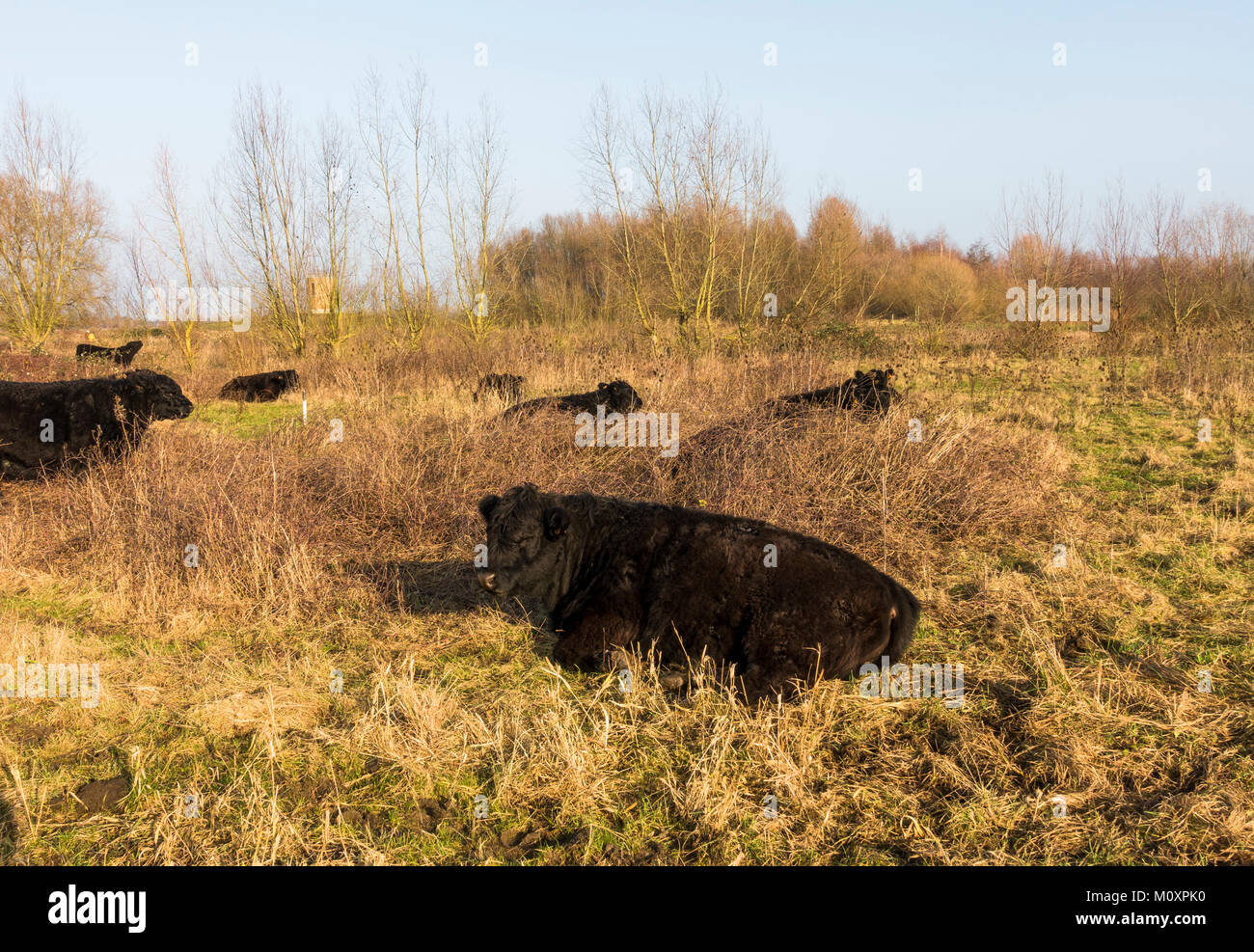 Galloway Rinder, Beweidung, ruhenden River Park Maasvallei, Naturpark, Reserve, ehemaliger kiesabbau an der Maas, Limburg, Belgien. Stockfoto
