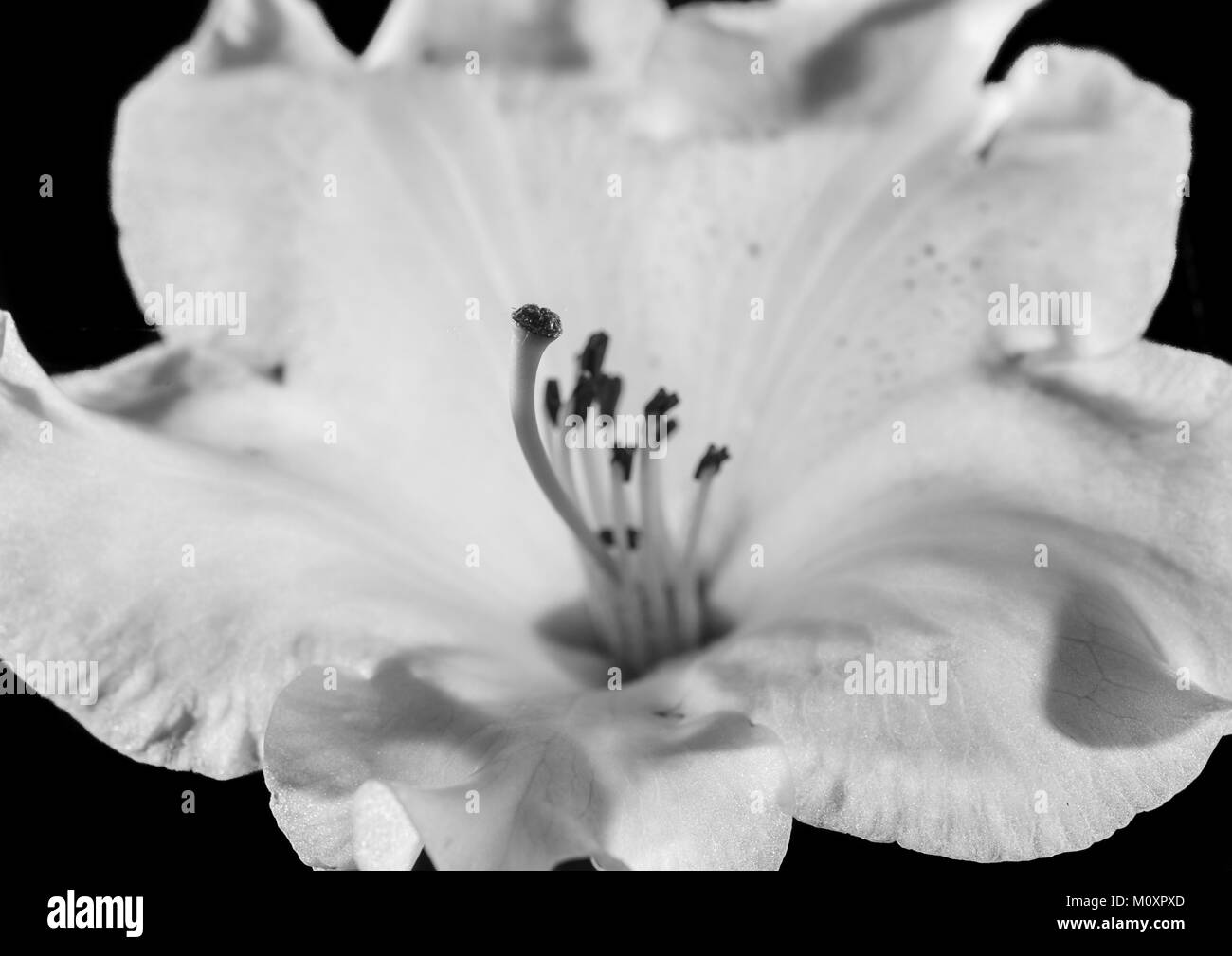 Eine Makroaufnahme eines Rhododendron Blüte schoß vor einem schwarzen Hintergrund. Stockfoto