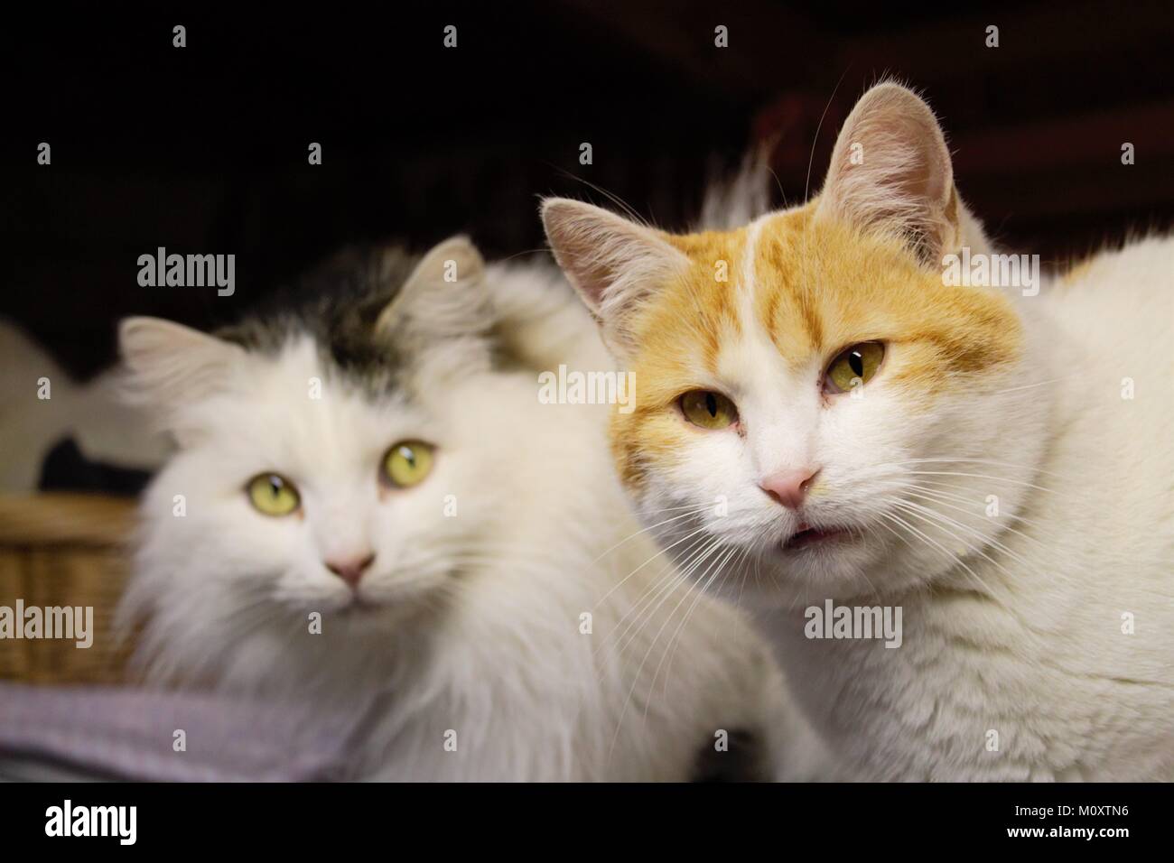 Streunende Katze Stockfoto