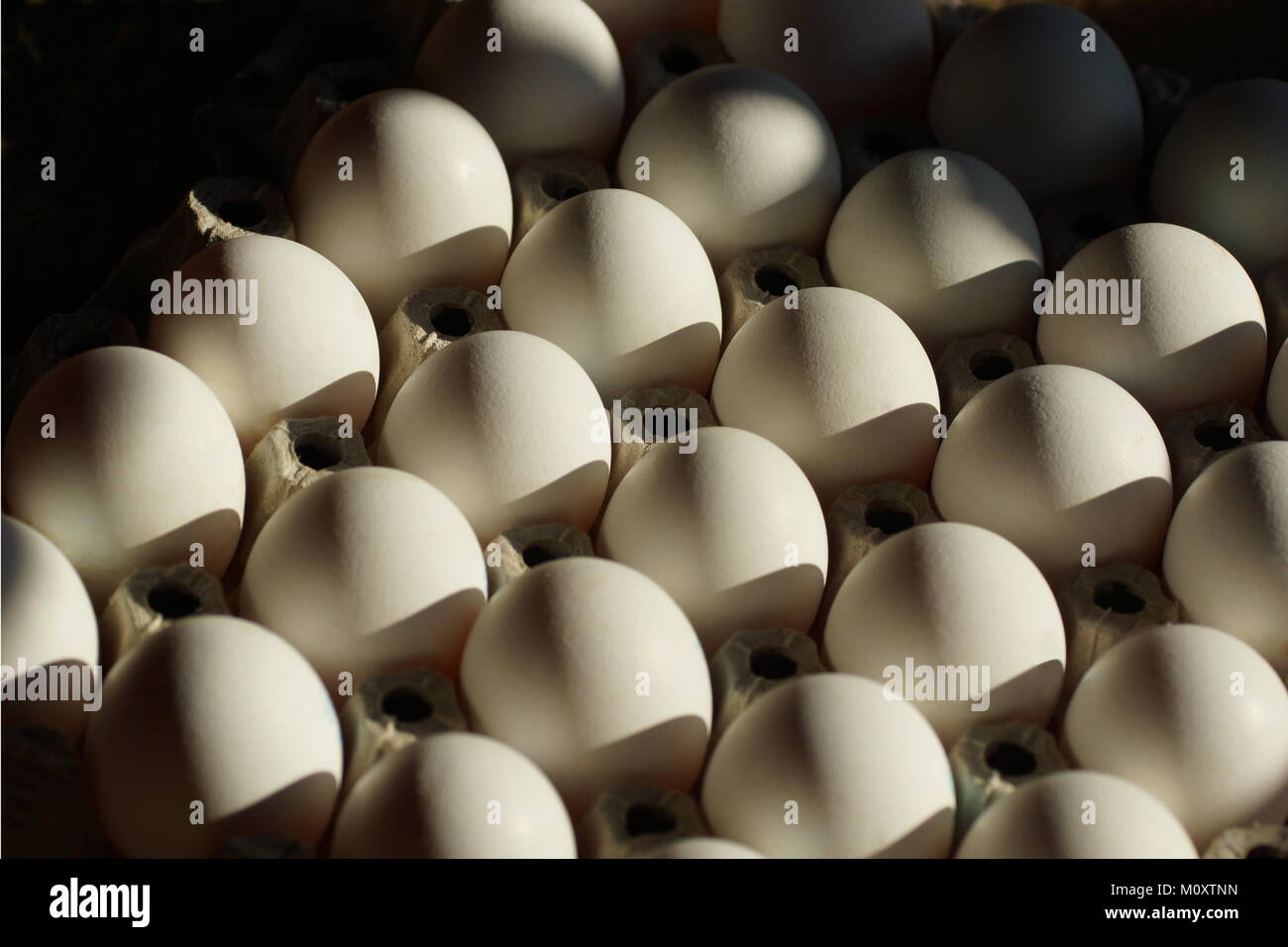 Sich wiederholende Muster. Spiel der Schatten. Ei in ein Fach von Eiern. Stockfoto