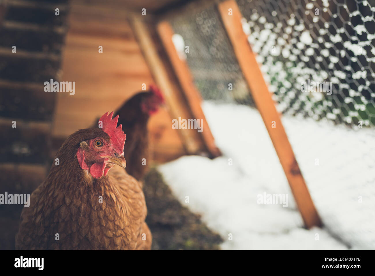 Braune Hühner auf hausgemachten Huhn Putsch am ländlichen Garten, im Winter. Matt Effekt. Stockfoto