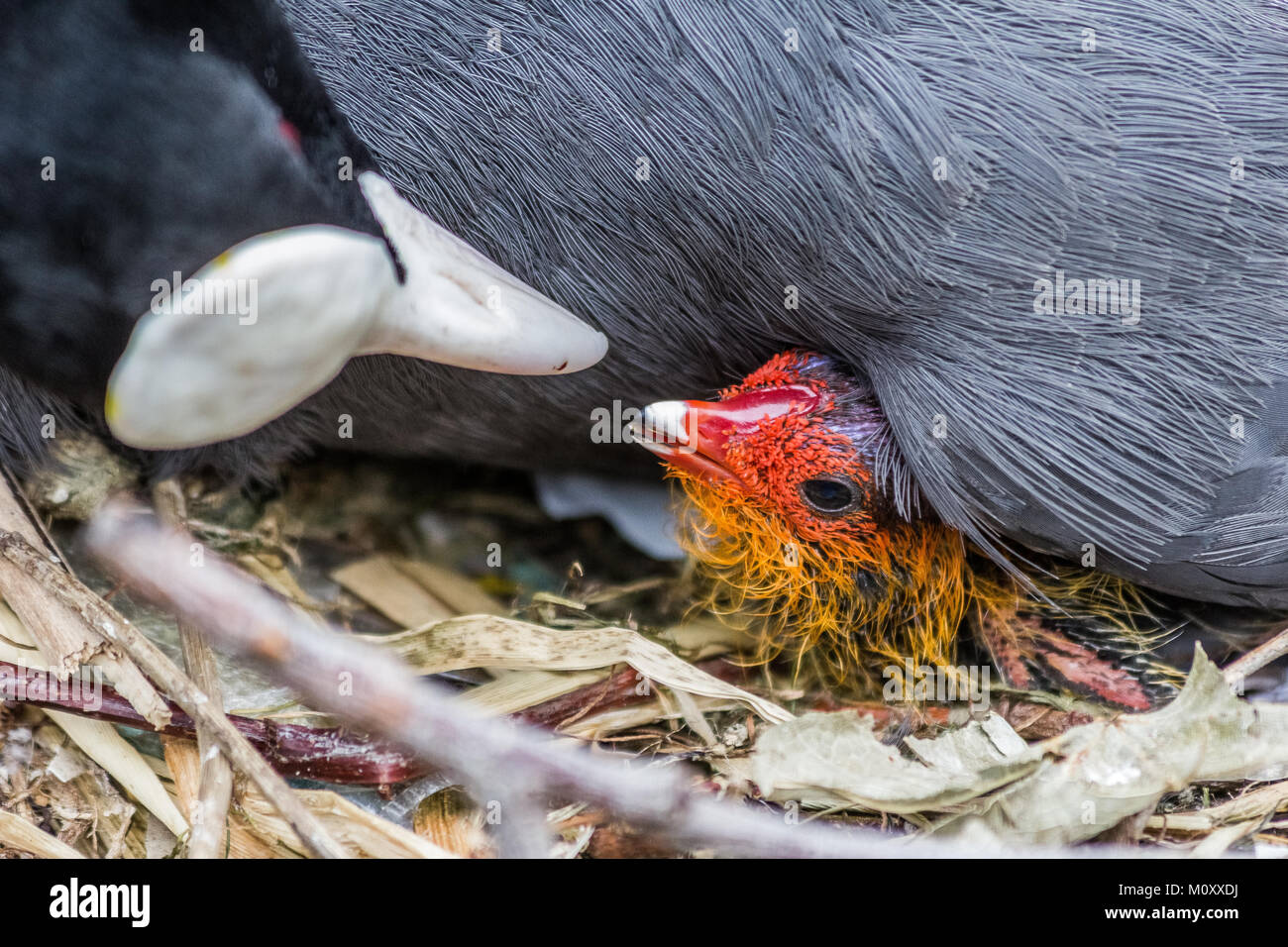 Schönes baby Sumpfhuhn Baby mit der übergeordneten Stockfoto