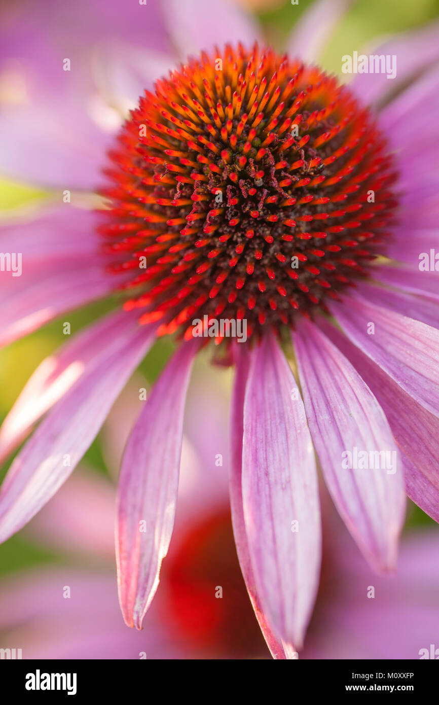 Echinacea-Sonnenhut Stockfoto