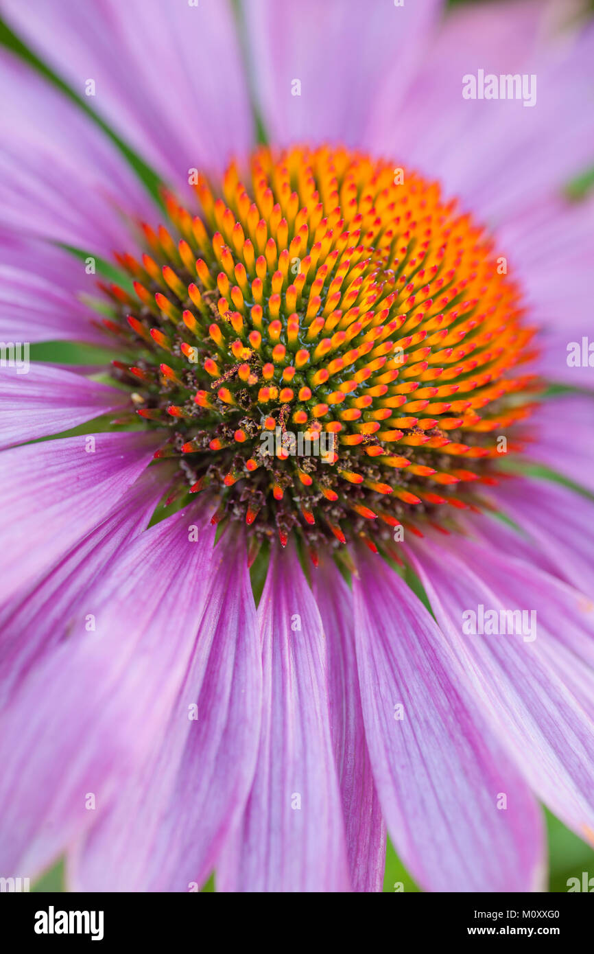 Echinacea coneflower close-up Stockfoto