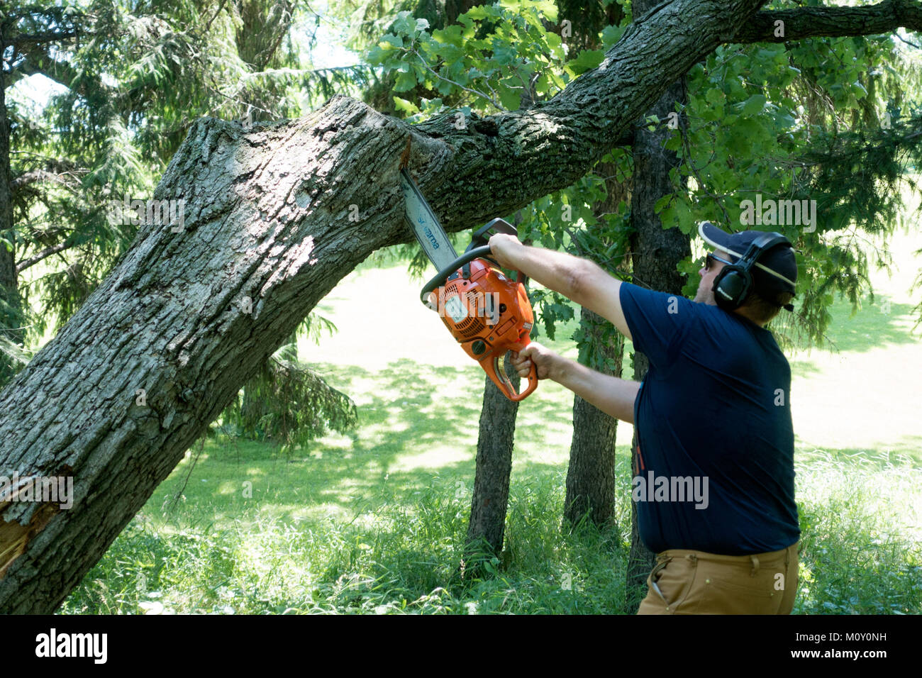 Mann Alter 47 trimmen Zweig von gefallenen Baum mit einer Kettensäge durch das Tragen von schützender Ohr gang und Gläser. Clitherall Minnesota MN USA Stockfoto