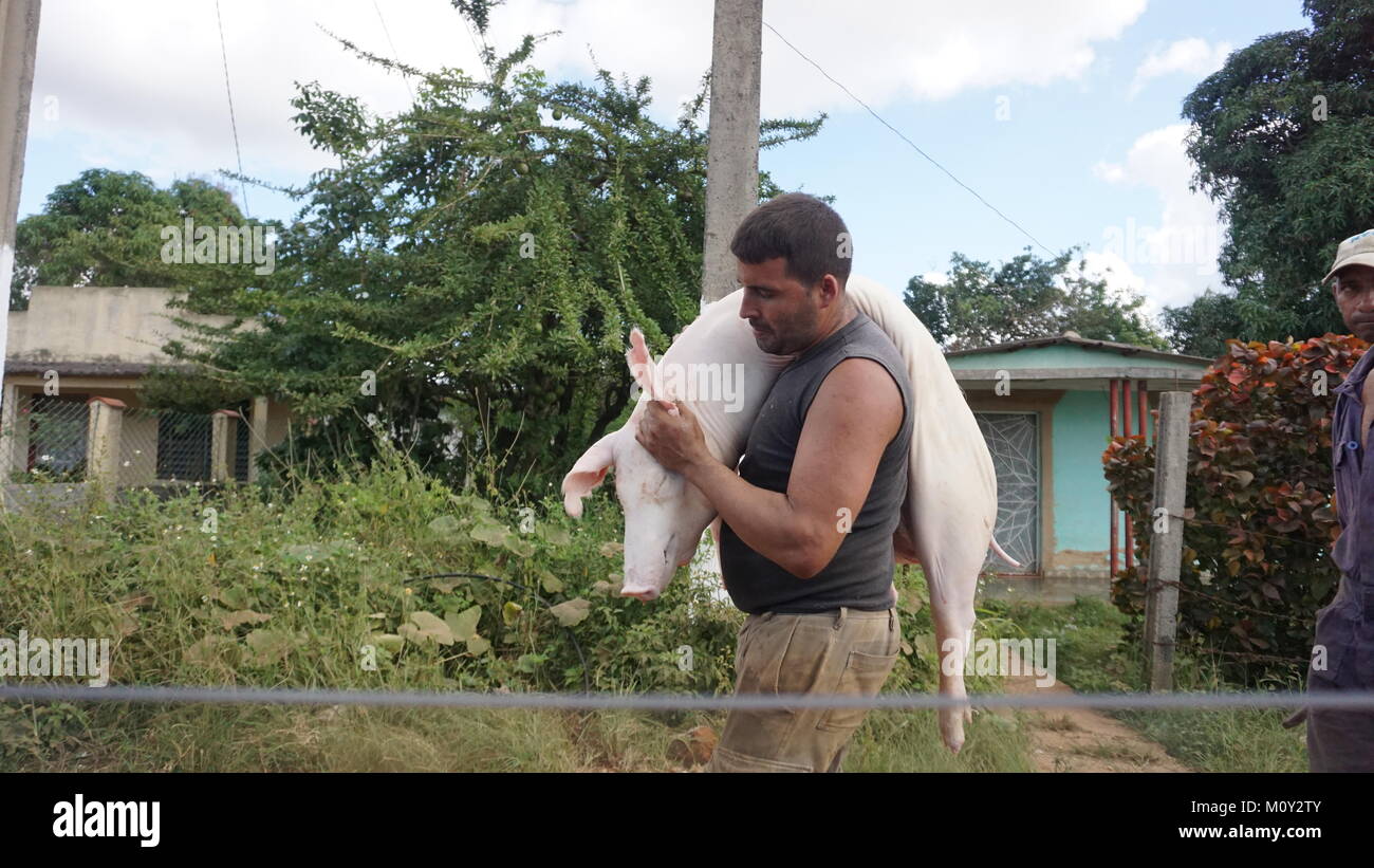 Mann mit toten Schwein Stockfoto