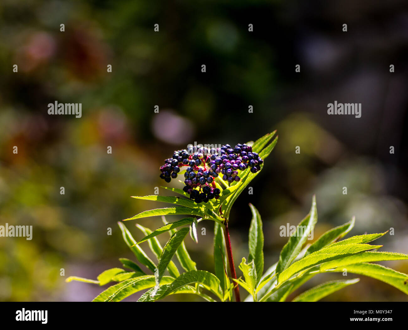 Sambucus ebulus (Europäische Zwerg Ältester), Kroatien, 2017 Stockfoto