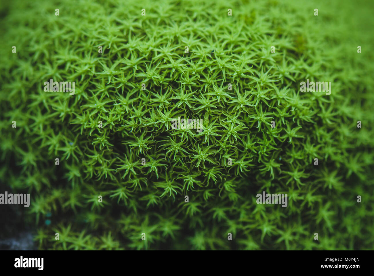 Common Haircap Moss (Polytrichum commune), Spanien. Stockfoto