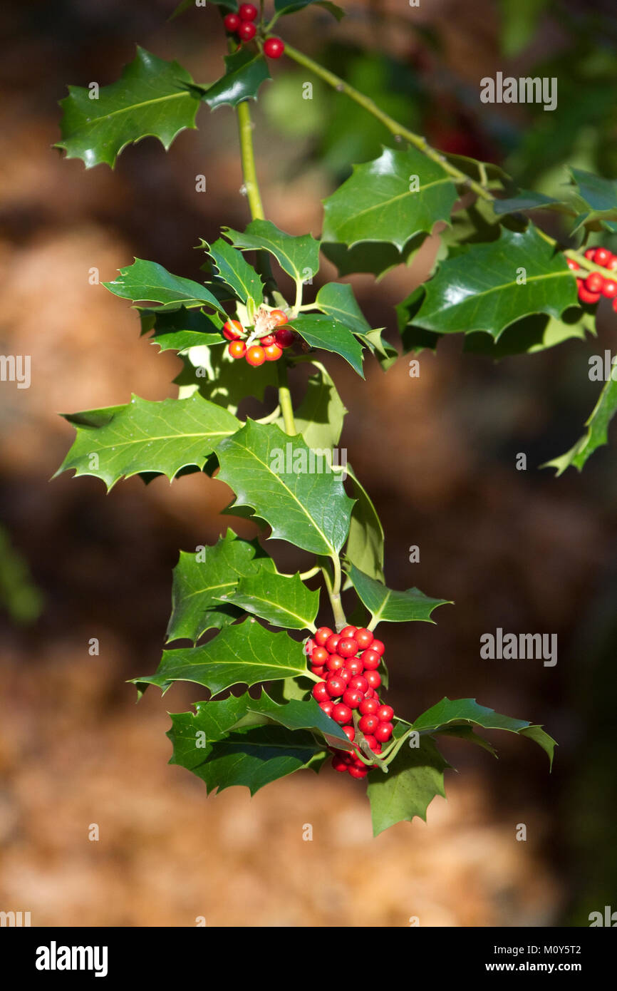 Die europäische Stechpalme Zweig mit roten Früchten Stockfoto