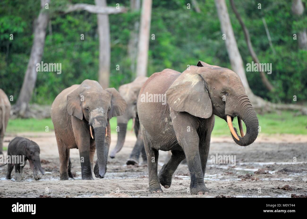Die Afrikanischen Wald Elefant, Loxodonta africana cyclotis (Wald Wohnung Elefant) der Congo Basin. Auf der Dzanga Kochsalzlösung (a forest Clearing) Zentrale Stockfoto