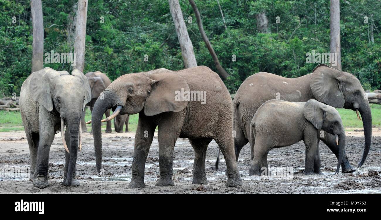 Die Afrikanischen Wald Elefant, Loxodonta africana cyclotis (Wald Wohnung Elefant) der Congo Basin. Auf der Dzanga Kochsalzlösung (a forest Clearing) Zentrale Stockfoto