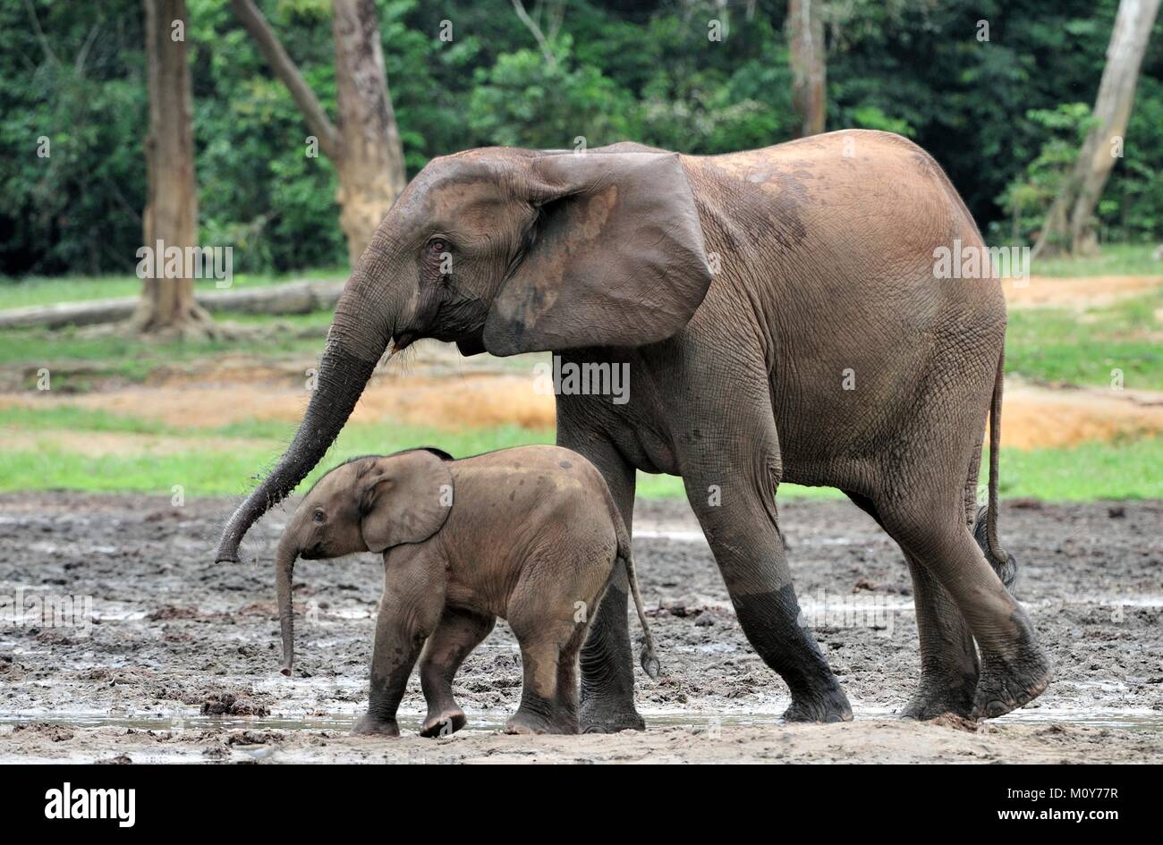 Der Elefant Kalb und elefantenkuh der Afrikanischen Wald Elefant, Loxodonta africana cyclotis. Auf der Dzanga Kochsalzlösung (eine Lichtung) Zentralafrikanische Stockfoto