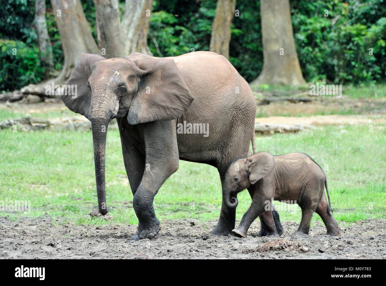 Der Elefant Kalb und elefantenkuh der Afrikanischen Wald Elefant, Loxodonta africana cyclotis. Auf der Dzanga Kochsalzlösung (eine Lichtung) Zentralafrikanische Stockfoto