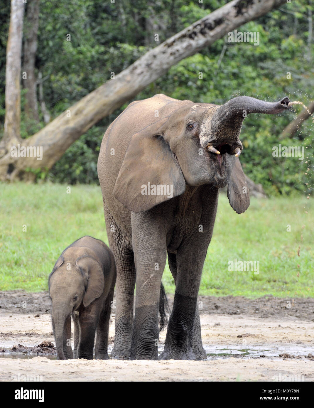 Der Elefant Kalb und elefantenkuh der Afrikanischen Wald Elefant, Loxodonta africana cyclotis. Auf der Dzanga Kochsalzlösung (eine Lichtung) Zentralafrikanische Stockfoto