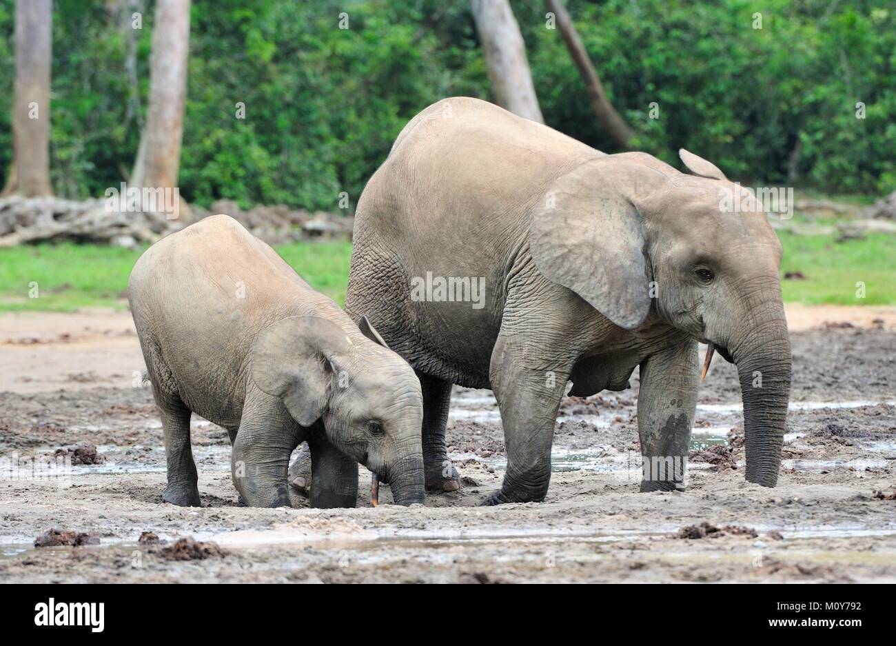 Die Afrikanischen Wald Elefant, Loxodonta africana cyclotis (Wald Wohnung Elefant) der Congo Basin. Auf der Dzanga Kochsalzlösung (a forest Clearing) Zentrale Stockfoto
