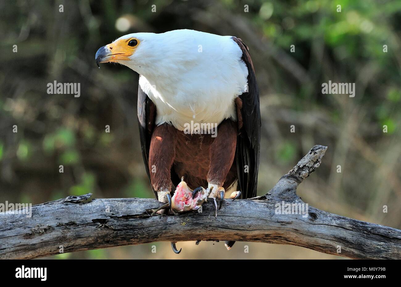 Die African Fish Eagle (Haliaeetus vocifer) oder aus den wahren Fisch unterscheiden Adler die Afrikanische Seeadler ist eine große Art der Adler. Es ist die n Stockfoto