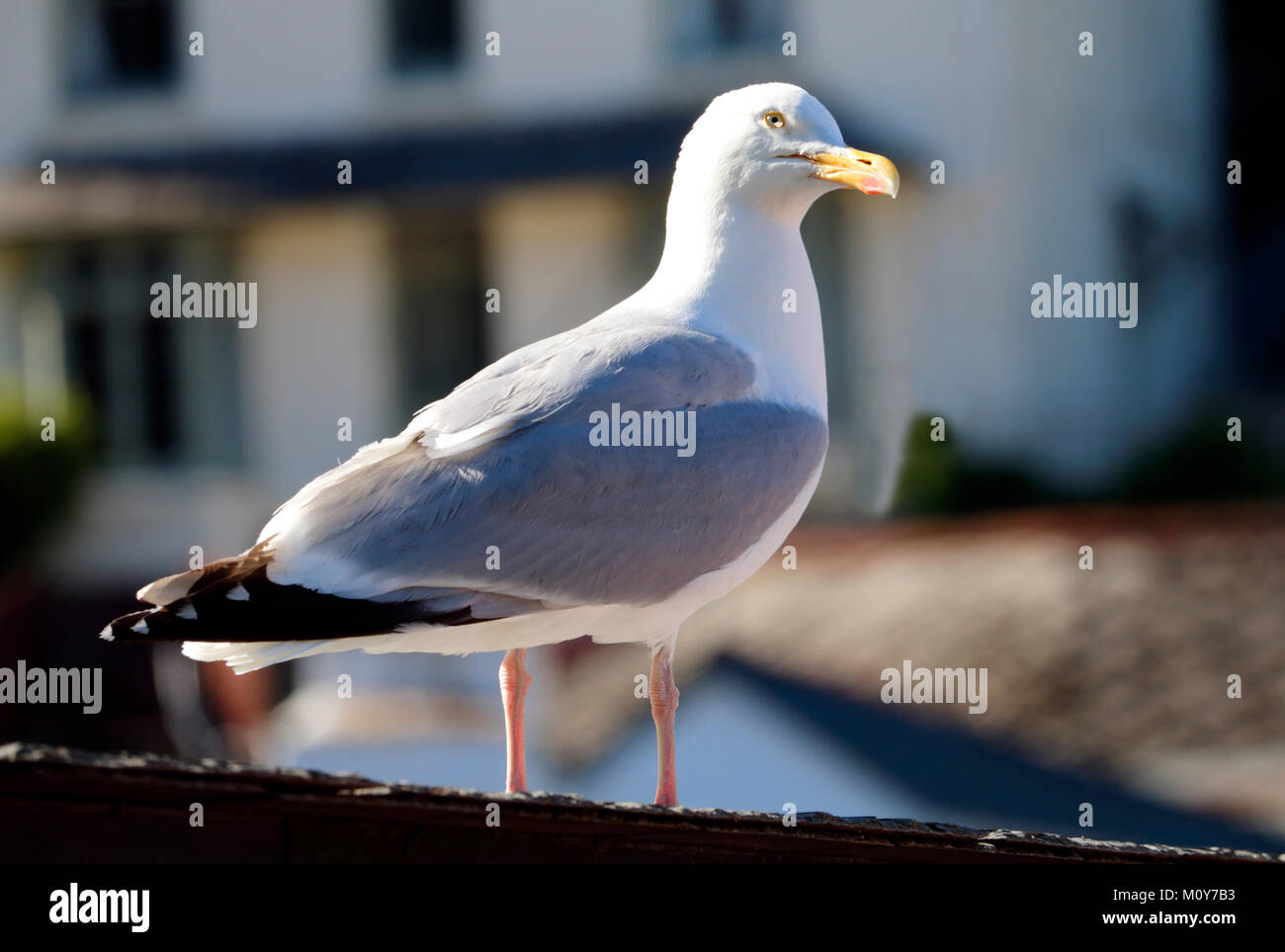 Eine Silbermöwe thront auf einem Dach in dem Fischerdorf Polperro, Cornwall Stockfoto