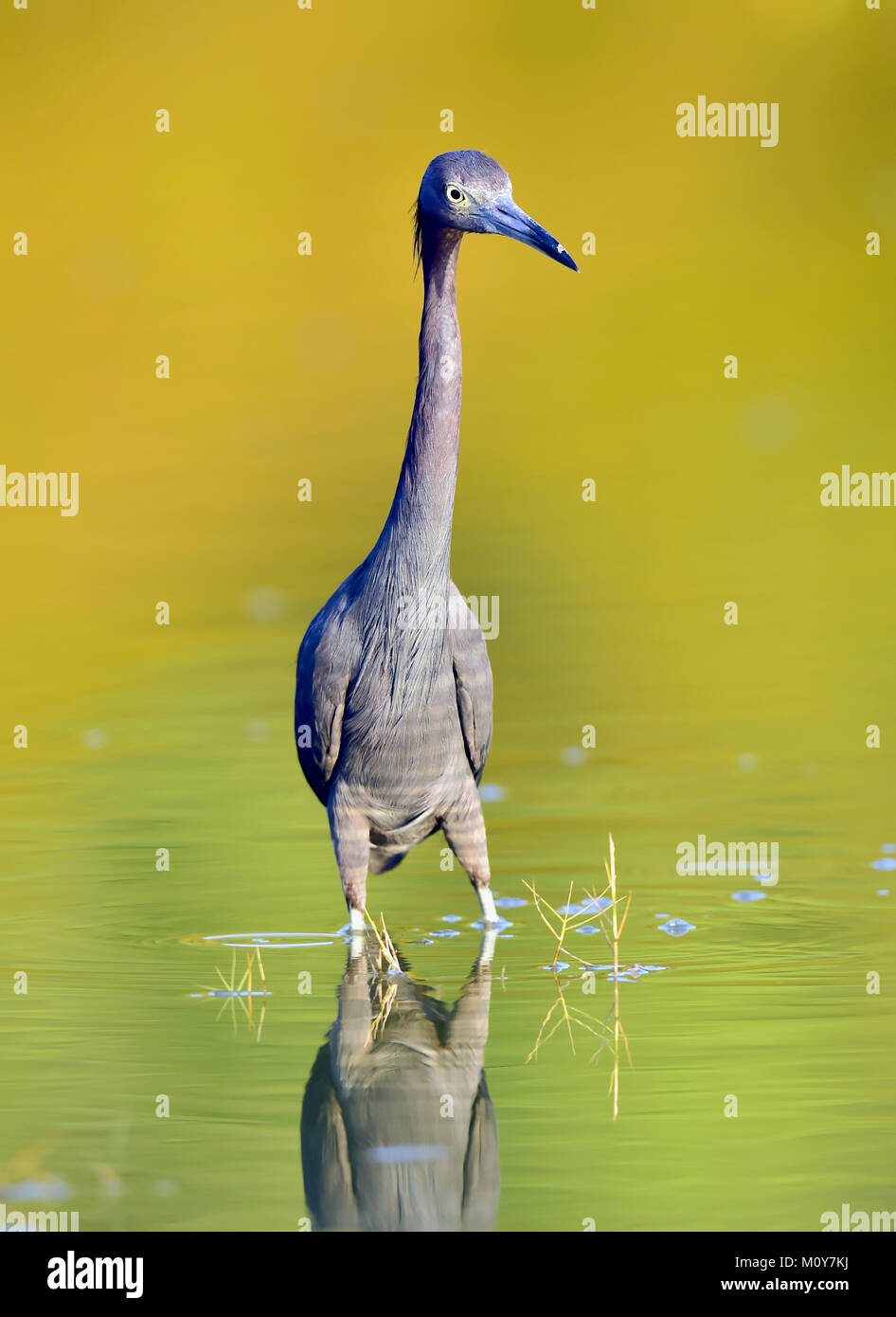 Nach Little Blue Heron, (Egretta caerulea) Corkscrew Swamp, Natürliche bunte hintergrund Stockfoto