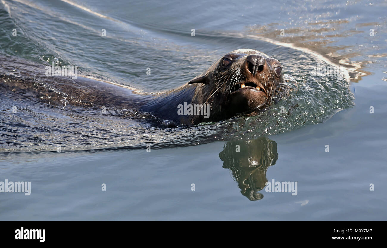 Schwimmen Dichtung. Kap Fell Dichtung (Arctocephalus pusilus). Kalk Bay, der False Bay, Südafrika Stockfoto