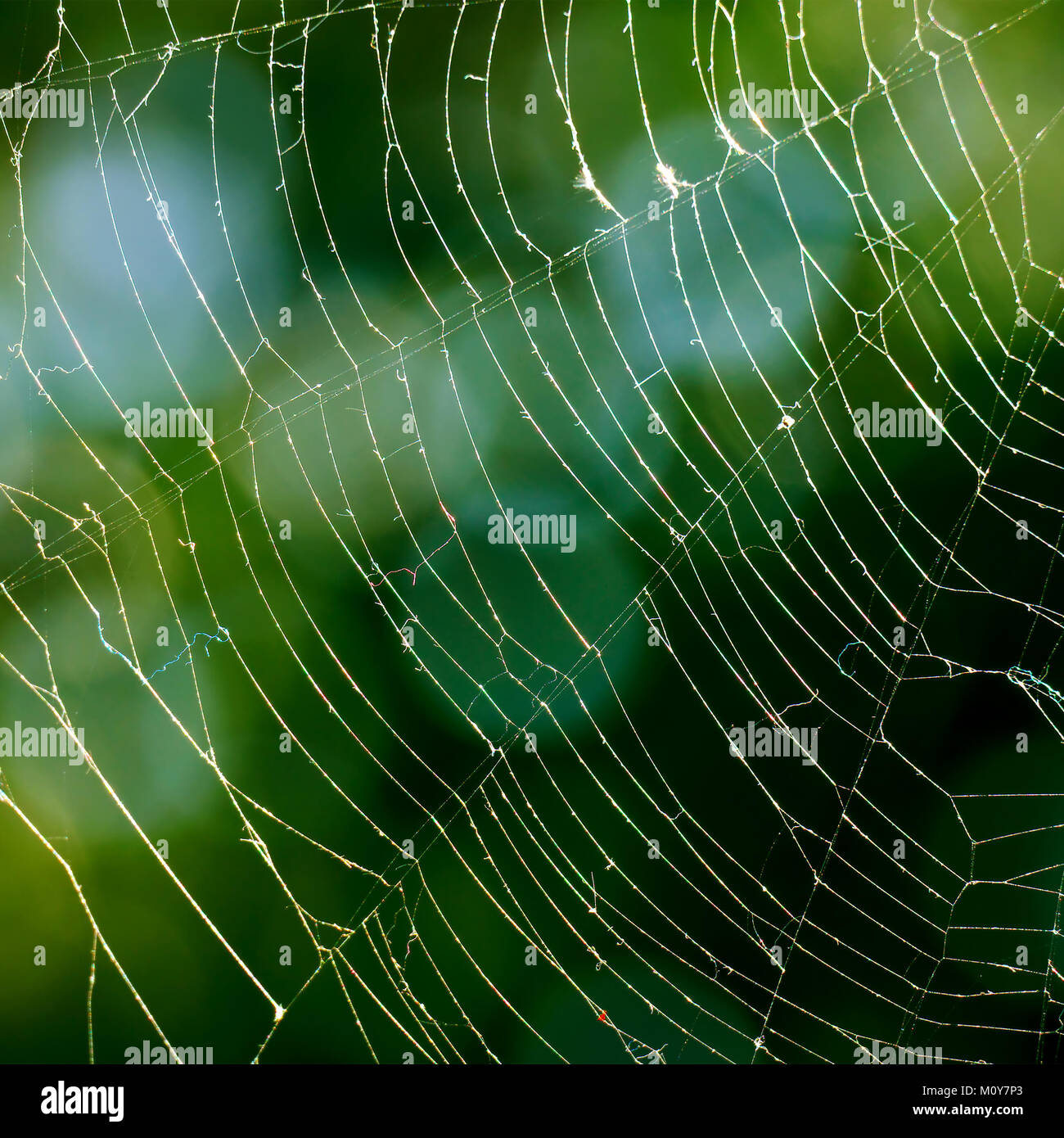Spiderweb auf dem Hintergrund des grünen Blättern. Stockfoto