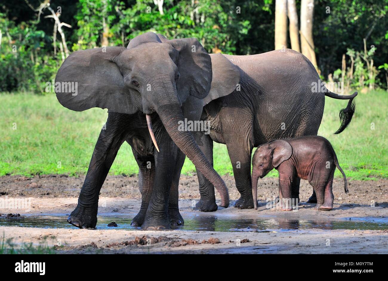 Der Elefant Kalb und elefantenkuh der Afrikanischen Wald Elefant, Loxodonta africana cyclotis. Auf der Dzanga Kochsalzlösung (eine Lichtung) Zentralafrikanische Stockfoto