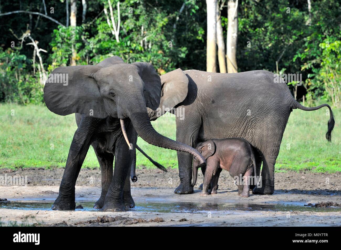 Der Elefant Kalb und elefantenkuh der Afrikanischen Wald Elefant, Loxodonta africana cyclotis. Auf der Dzanga Kochsalzlösung (eine Lichtung) Zentralafrikanische Stockfoto