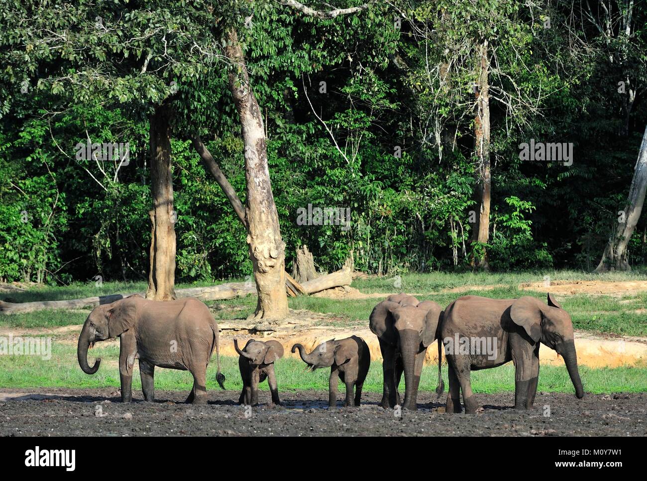 Die afrikanischen Waldelefanten? (Loxodonta cyclotis) (Wald Wohnung Elefant) des Kongobeckens. Auf salzhaltigen Böden im Dschungel der Zentralafrikanischen Repu Stockfoto