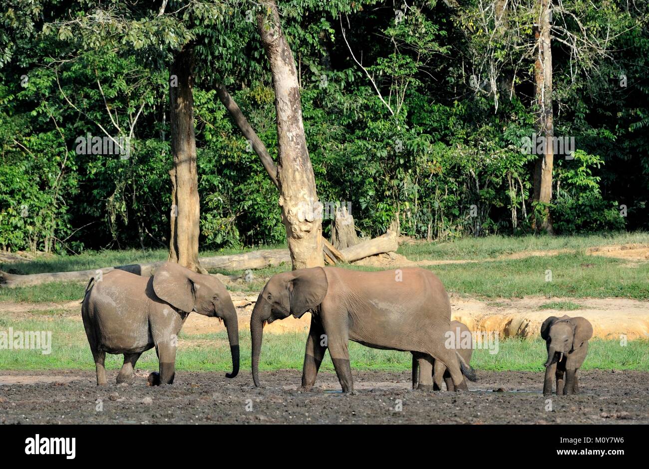 Die afrikanischen Waldelefanten? (Loxodonta cyclotis) (Wald Wohnung Elefant) des Kongobeckens. Auf salzhaltigen Böden der Dschungel der Zentralafrikanischen Republik Stockfoto