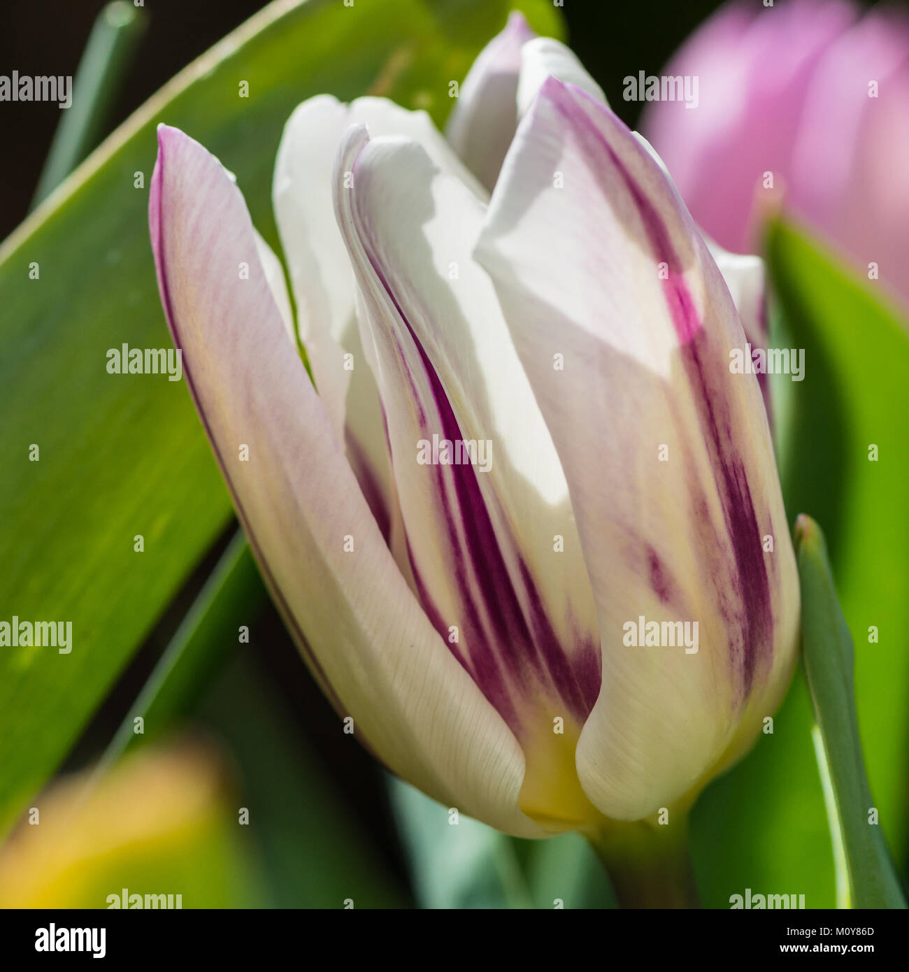 Eine Makroaufnahme eines White Tulip mit einem dunklen roten Streifen. Stockfoto