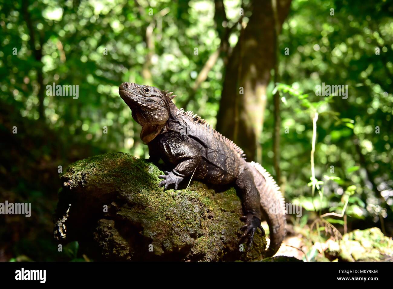 Iguana im Wald. Kubanische rock Iguana (Cyclura nubila), ebenso wie die kubanischen Boden iguana bekannt. Stockfoto