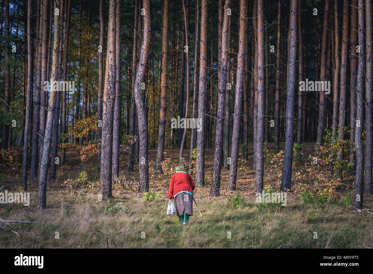 Ältere Frau Pilze im Wald Kampinos, große Wälder komplex in der Woiwodschaft Masowien in Polen Stockfoto