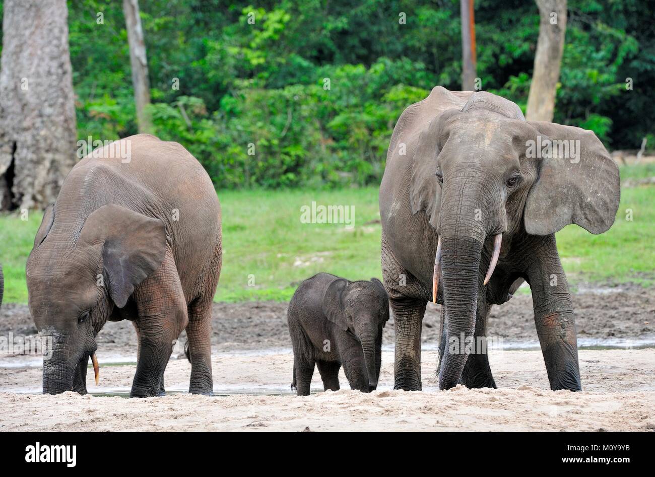 Die Afrikanischen Wald Elefant, Loxodonta africana cyclotis (Wald Wohnung Elefant) der Congo Basin. Auf der Dzanga Kochsalzlösung (a forest Clearing) Zentrale Stockfoto