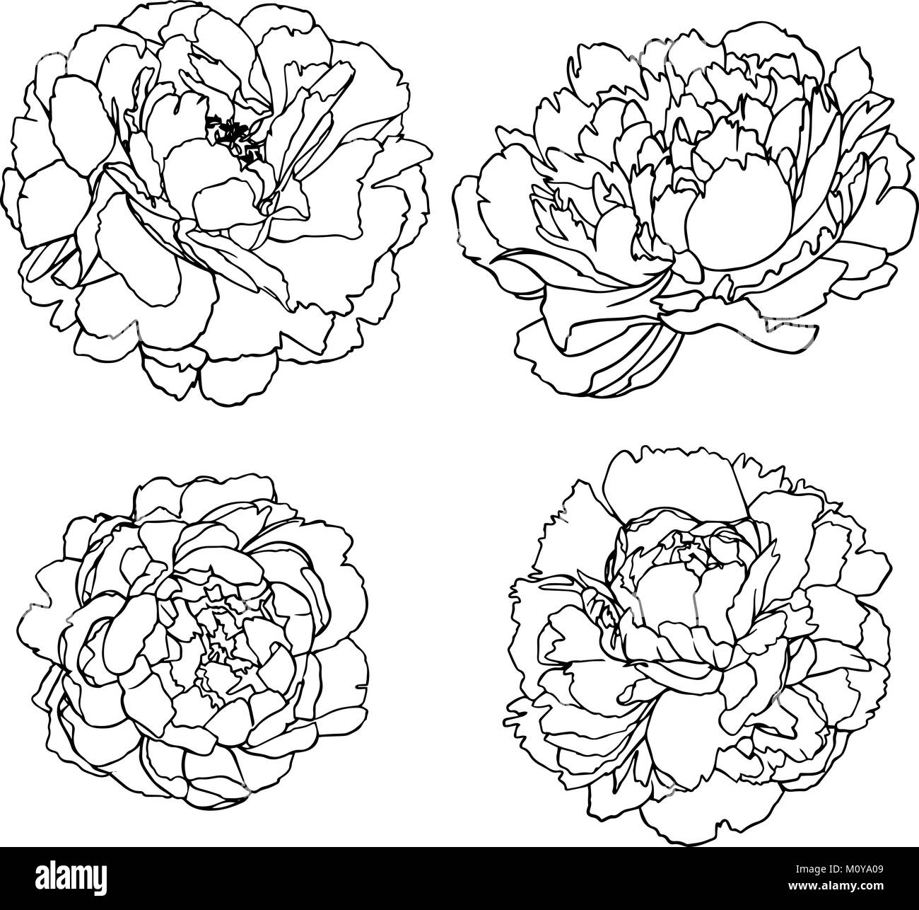 Vektor Silhouetten von Hand gezeichnet Pfingstrose Blumen isoliert Stock Vektor